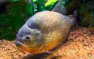 Piranha обичен